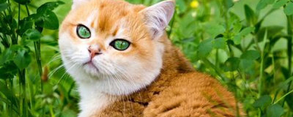 علاج تقرح قرنية العين عند القطط