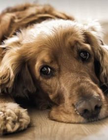 امراض المناعة الذاتية وتأثيرها على الجلد والعين عند الكلاب