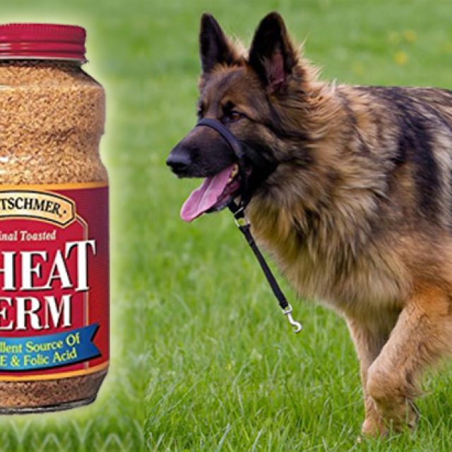 فوائد إضافة جنين القمح في طعام الكلاب