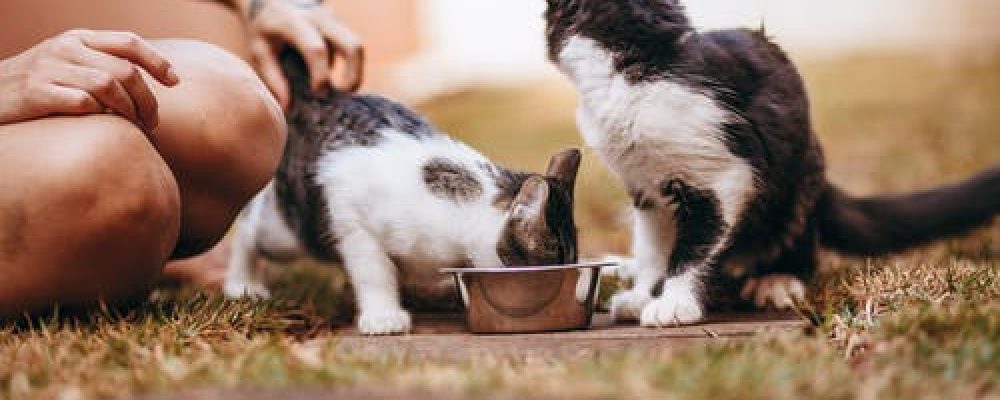 خطوات تعديل النظام الغذائى عند القطط