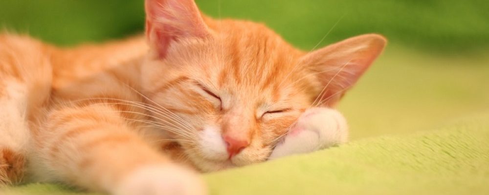 لماذا تنام القطط كثيرا ؟
