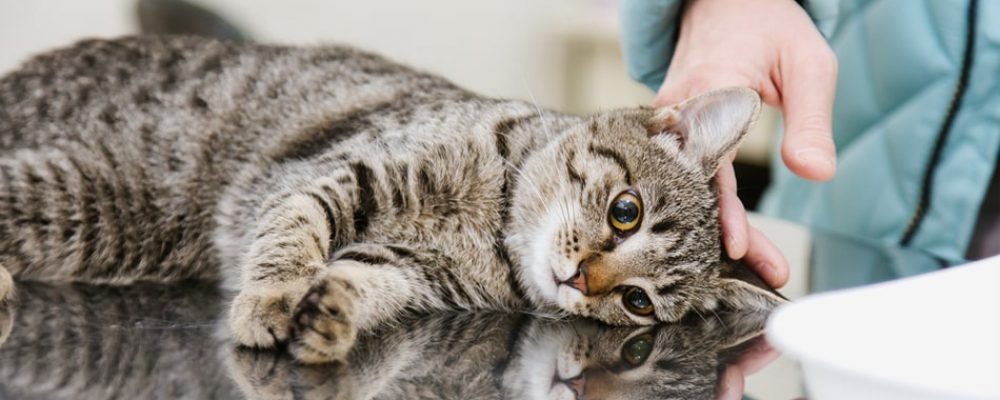 اجراءات جراحة القولون عند القطط