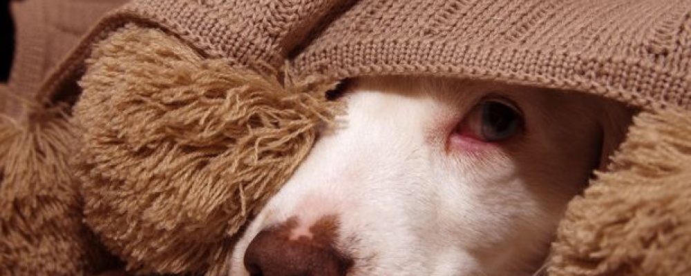 عدوى المبيضات “الخميرة” عند الكلاب