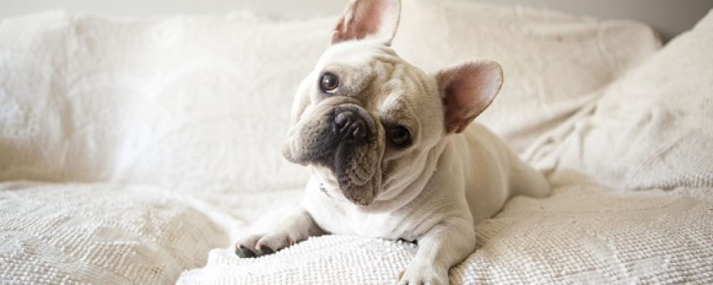 كيف تمنع التهابات الاذن عند الكلاب ؟