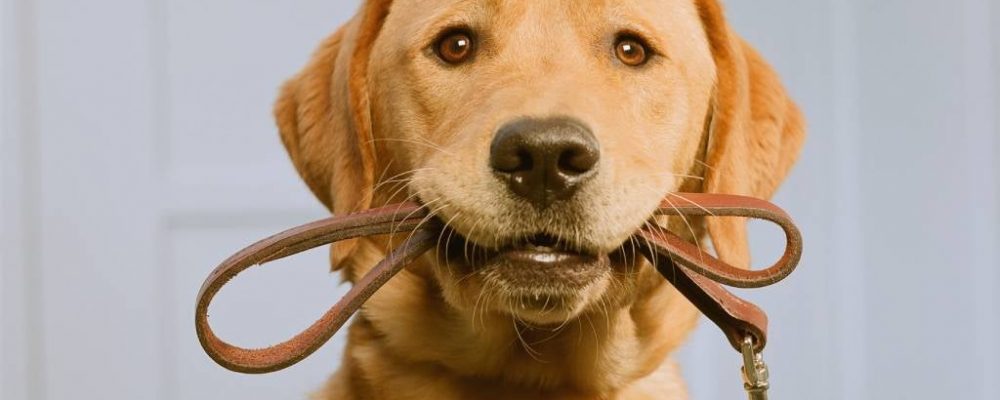 التهاب الاوعية الدموية الجلدية عند الكلاب