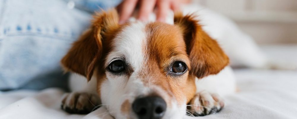 خطورة نزيف البطن الداخلى عند الكلاب
