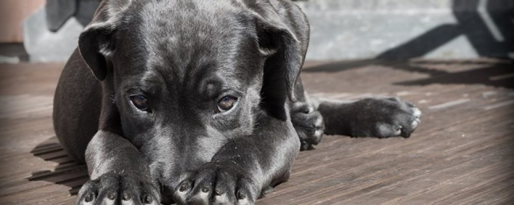 علاج القئ الحاد عند الكلاب