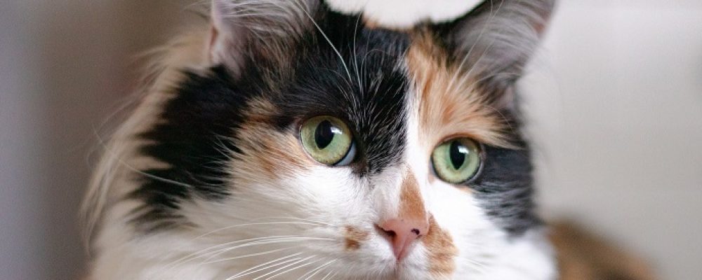 علاج الشلل الحنجرى عند القطط