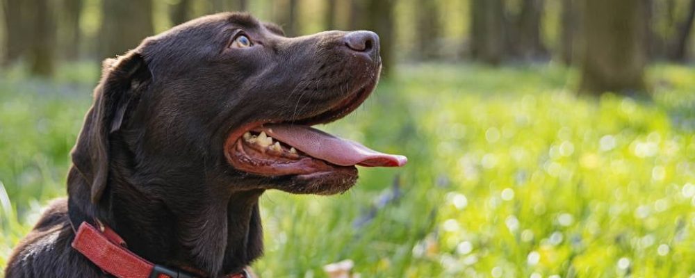 الدودة الرئوية عند الكلاب واعراضها