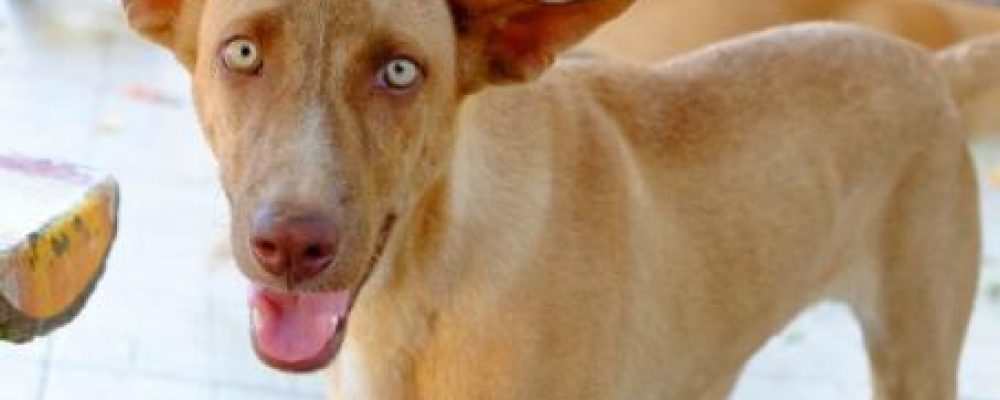علاج التواء وتورم الخصية عند الكلاب