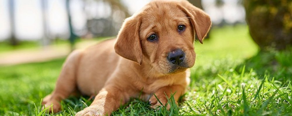 علاج الورم الشحمى عند الكلاب