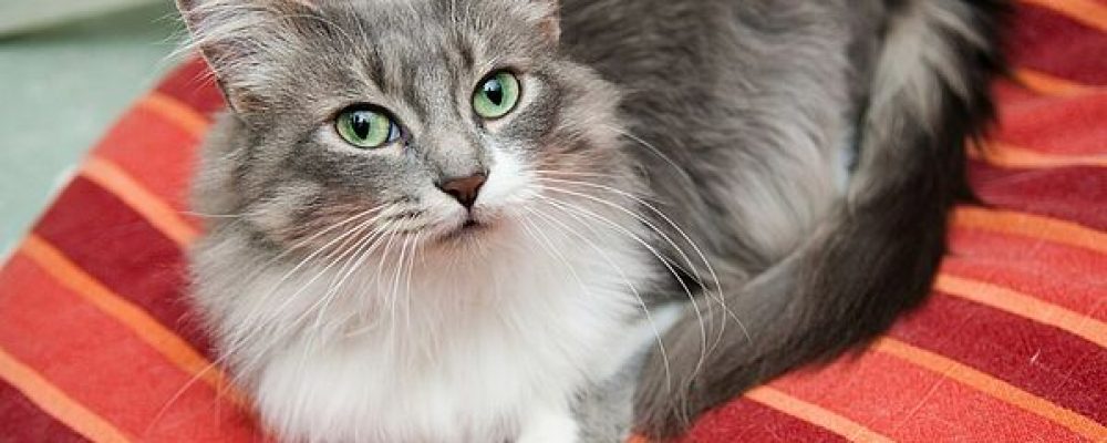 اسباب اورام الشرج الحميدة عند القطط