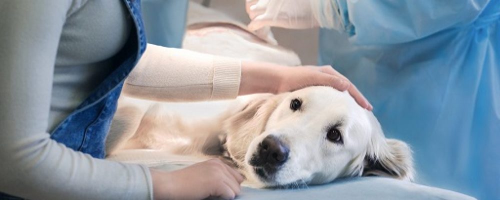 الساركوما العضلية الملساء عند الكلاب واعراضها