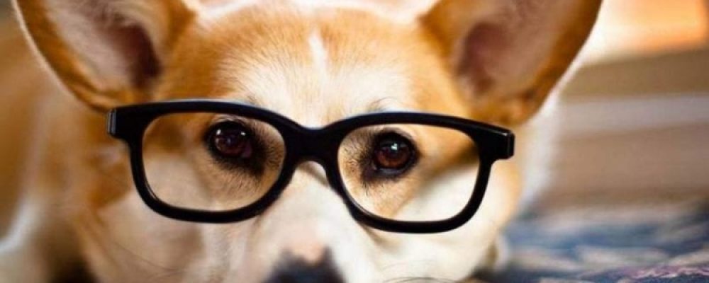 تطبيق العلاج الطبيعى لالتهاب ملتحمة العين عند الكلاب