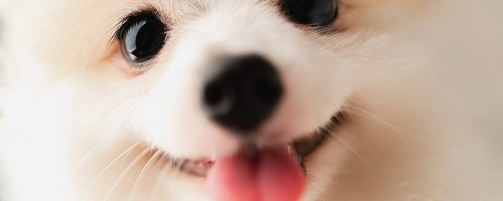 كيف تبدو تشوهات العيون الخلقية عند الكلاب ؟