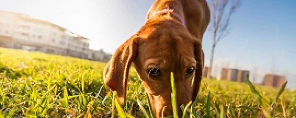 ماذا تعرف عن داء الفطريات الفطرية عند الكلاب ؟