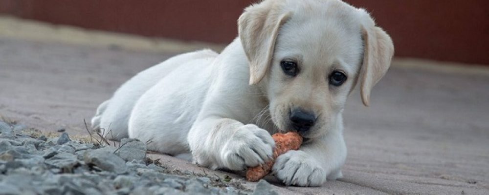 التهاب القزحية الامامى عند الكلاب