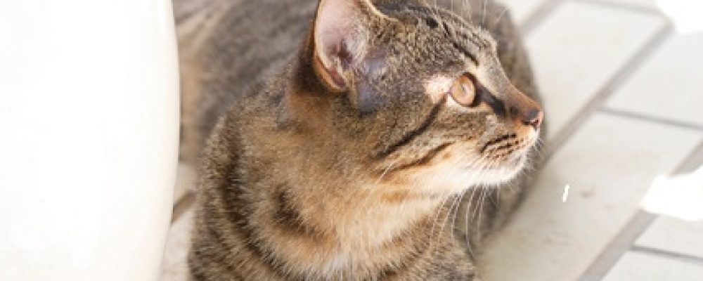 مقال شامل حول تبنى القطط الصماء