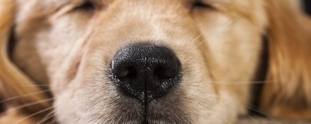 علاج الكلاب بالروائح.. هل سمعت عنه من قبل ؟