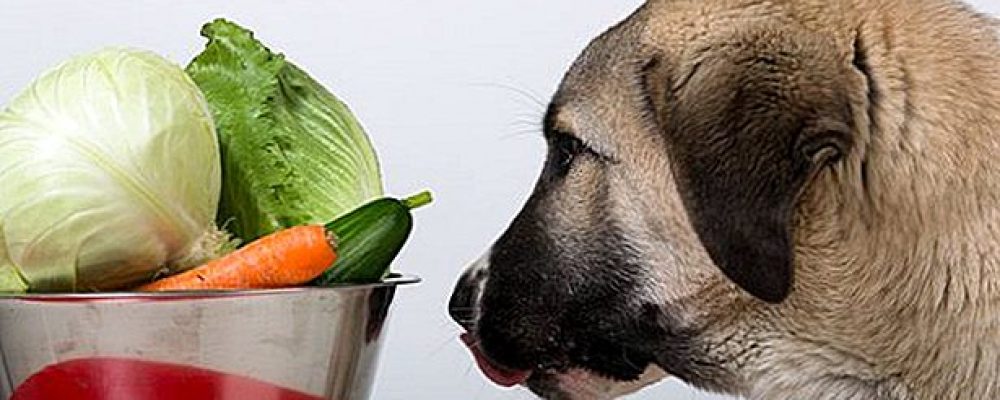 هل الكلاب تتبع نظام غذائى نباتى مثل البشر ؟