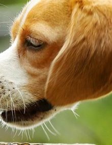 هل اكل الضفادع يسمم الكلاب ؟