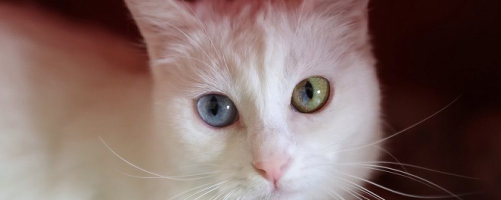 سرطان الكلى الغدى عند القطط