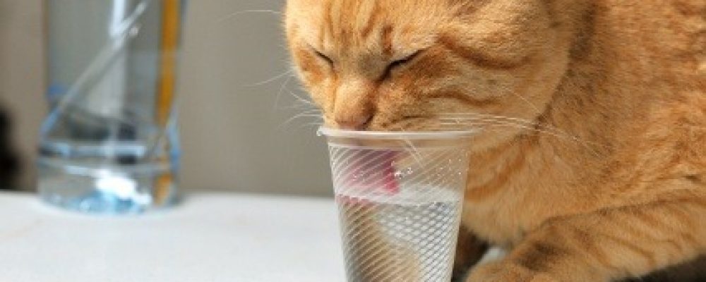 تفسير شرب الماء الكثير عند القطط
