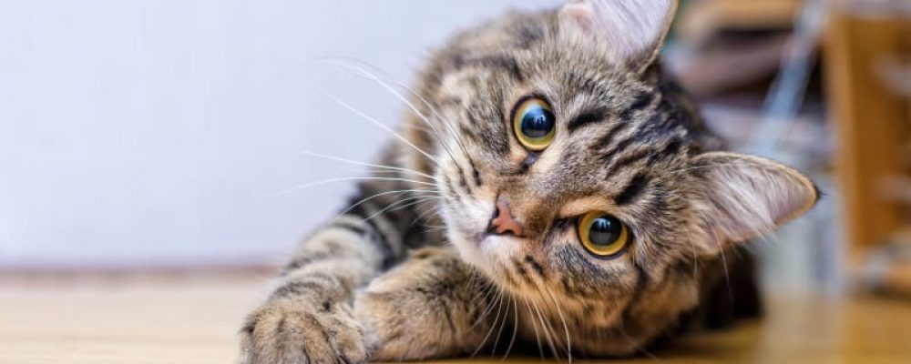 التهاب المثانة مجهول السبب عند القطط