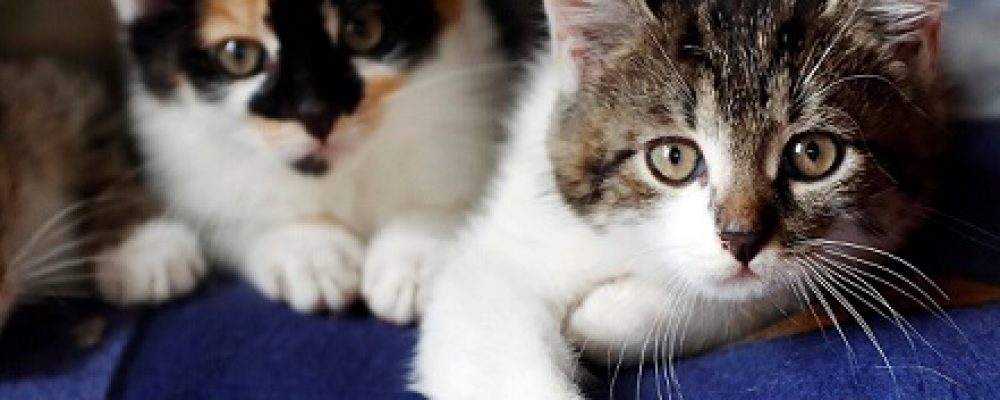 النوبات عند القطط وكيفية التعامل معها