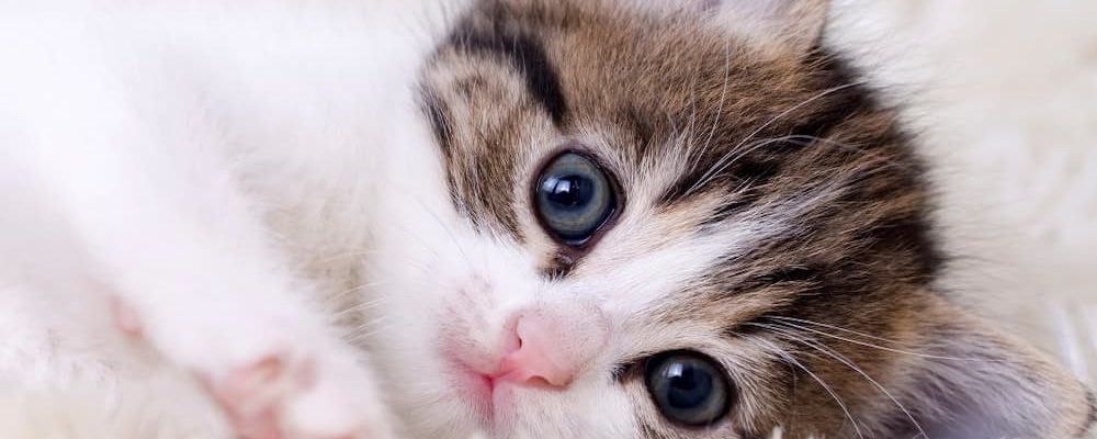 متلازمة جفاف العين عند القطط