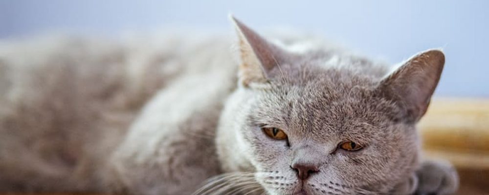 خطورة امراض جلد الانف عند القطط