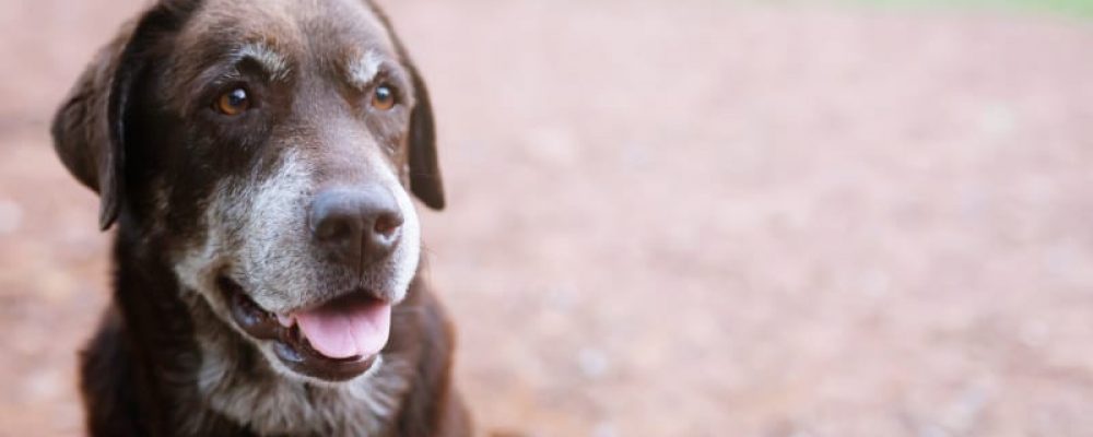 سرطان الجلد الخبيث عند الكلاب