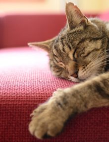 حقائق طريفة تتعلق بعادات نوم القطط