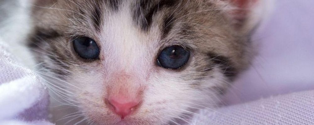 تفسير وجود الجلوكوز فى البول عند القطط