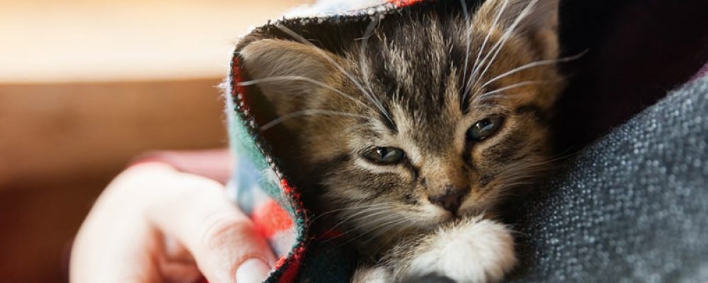 كيفية حماية قطتك من برد الشتاء ؟