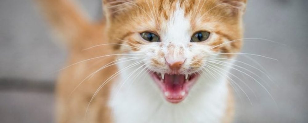 الاضطرابات العصبية عند القطط وعلاجها