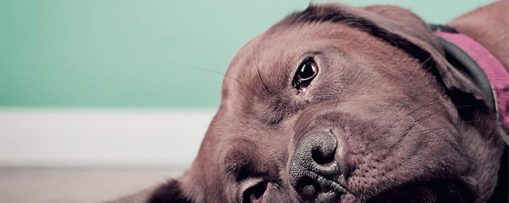 علاج فرط كلوريد الدم عند الكلاب