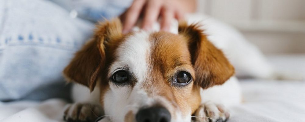 10 طرق طبيعية لتهدئة الكلاب.. تعرف عليهم