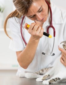 7 نصائح لعلاج عدوى العين عند القطط