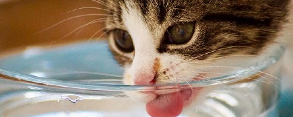ما هى كمية المياه التى تحتاجها القطط ؟