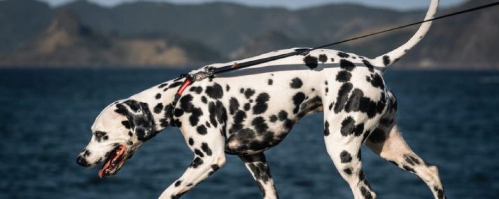 اضطرابات الامعاء عند الكلاب “العلوص المعوى”