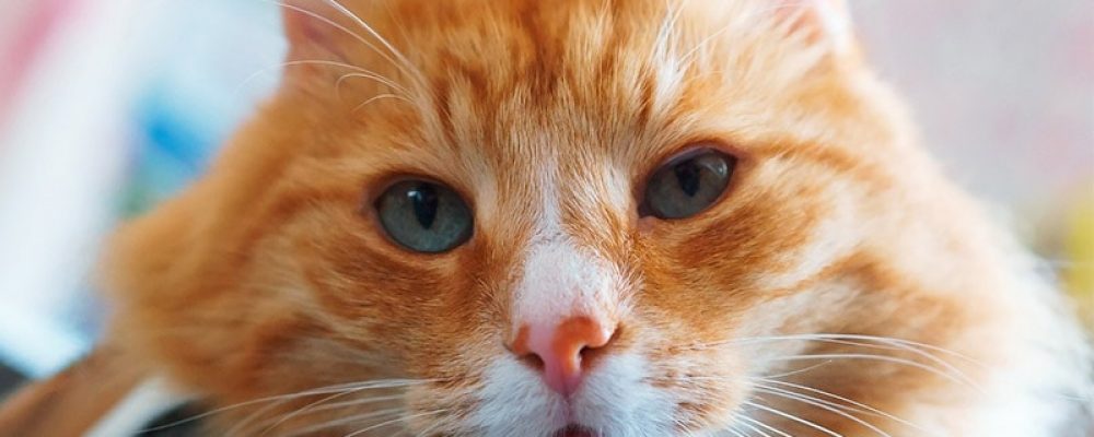 اسباب تليف الكبد عند القطط