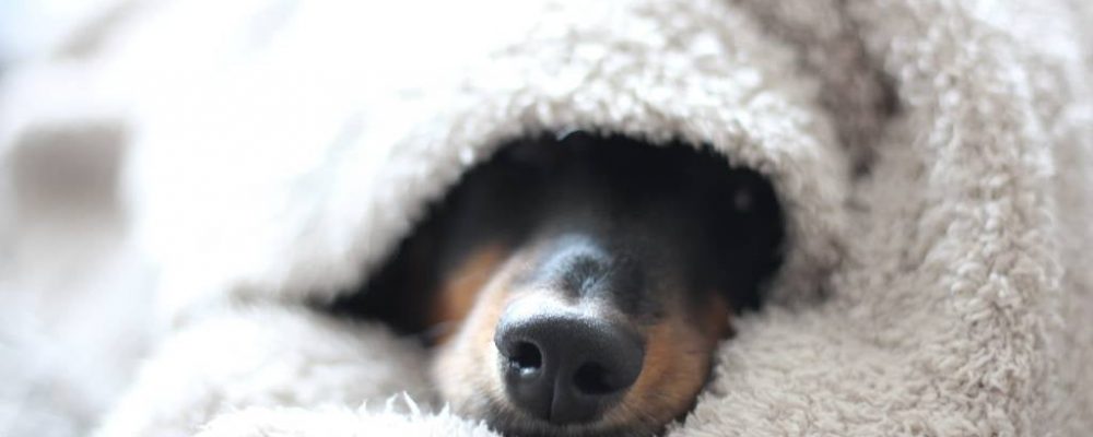 الصلع عند الكلاب.. هل له علاج ؟