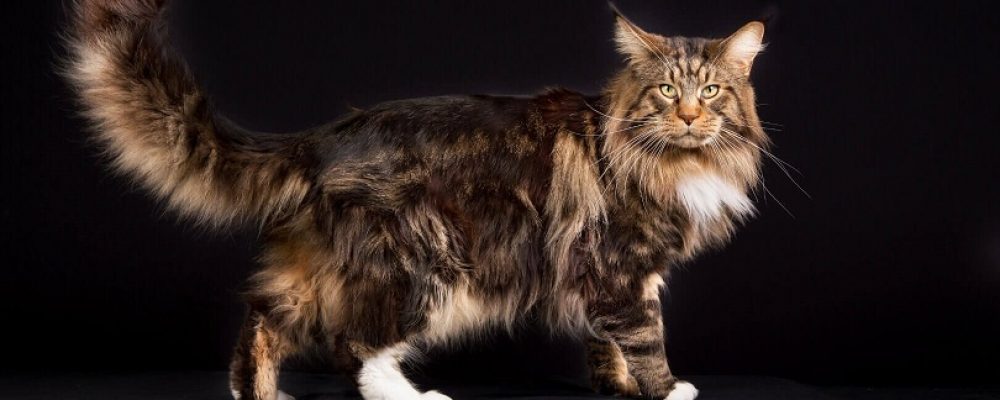 سلالة ماين كون فى القطط وكيف تبدو ؟