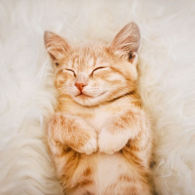 علامات الحمى عند القطط