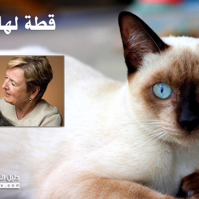 5 معلومات عن اذن القطط