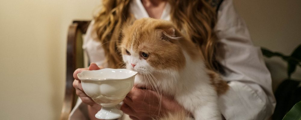 هل تأكل القطط البيض؟