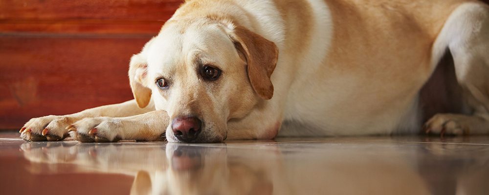 3 نصائح قبل ترك الكلب وحيدا في المنزل