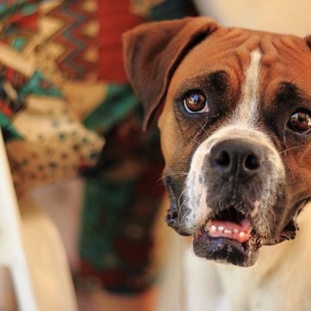 تعرف على ألوان اللثة عند الكلاب ومعانيها