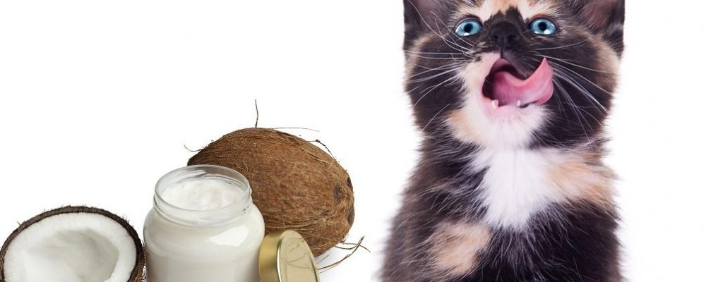زيت جوز الهند للقطط – 5 فوائد مذهلة